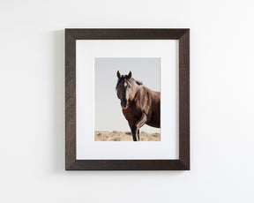Wild Stallion Portrait