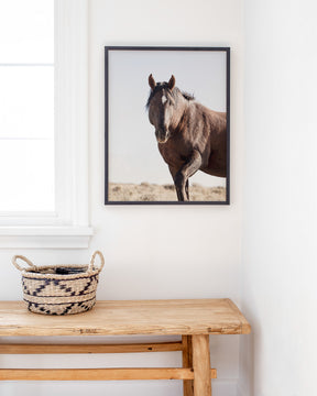 Wild Stallion Portrait