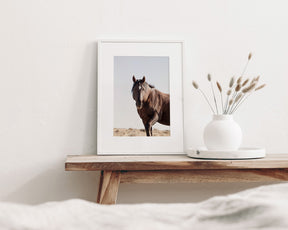 Wild Stallion Portrait
