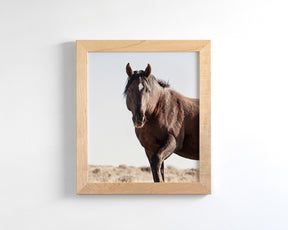 Wild Stallion Portrait