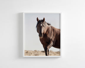 Wild Stallion Portrait