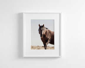Wild Stallion Portrait