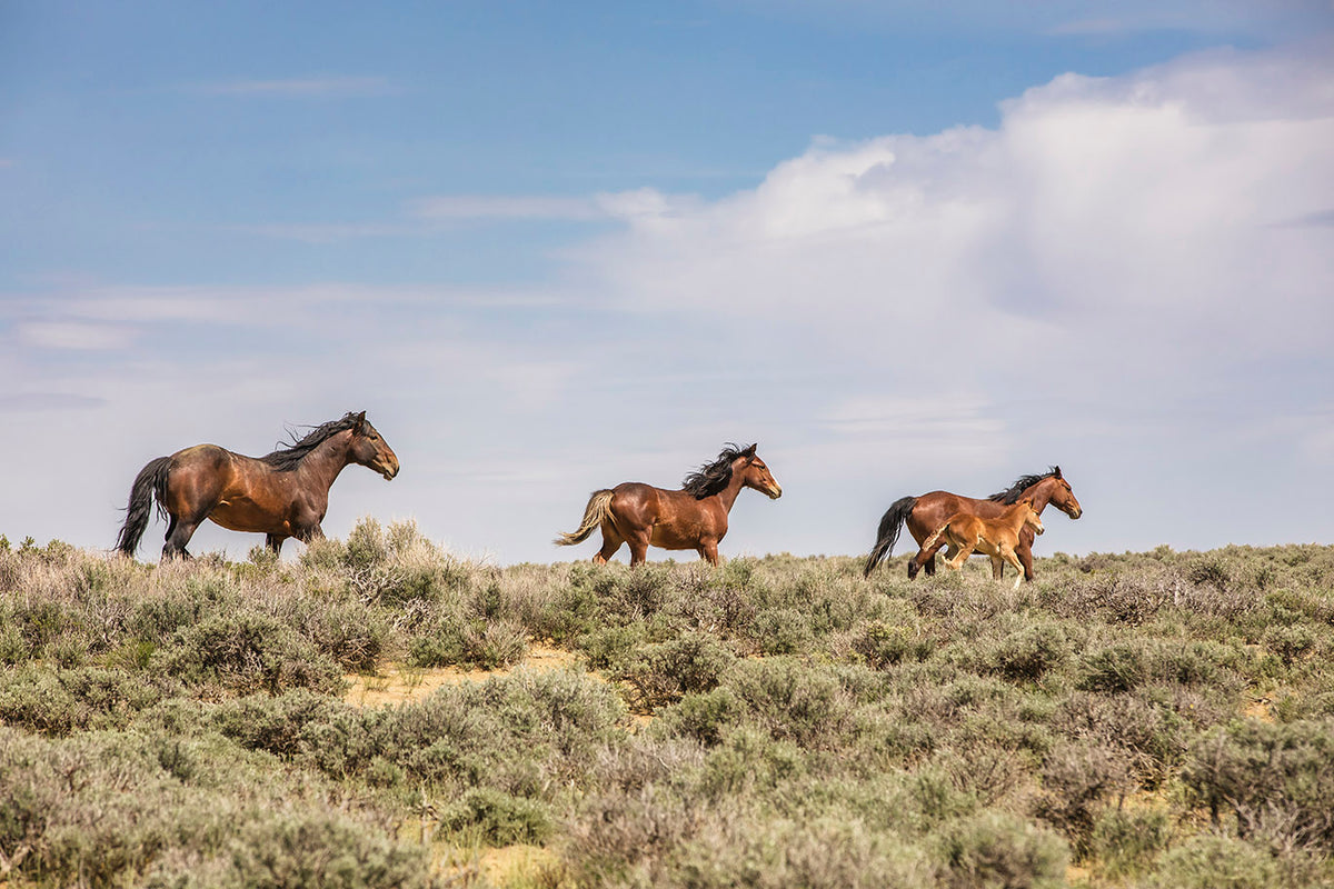 Wild Family