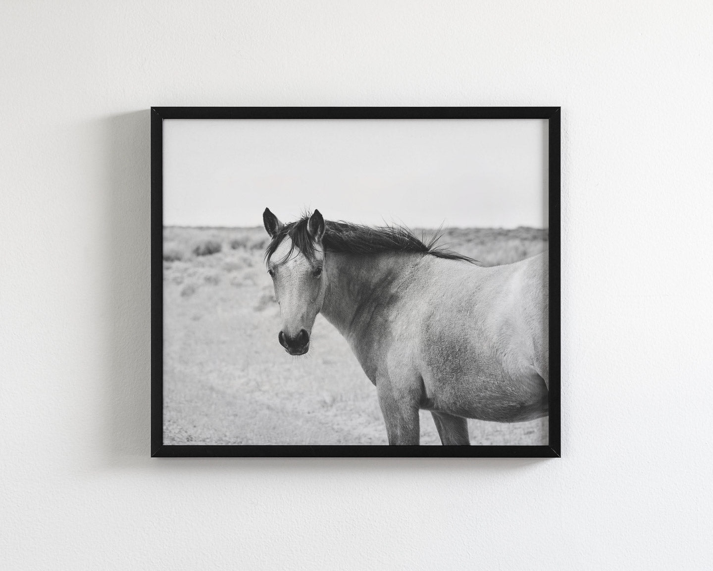 Buckskin Colt