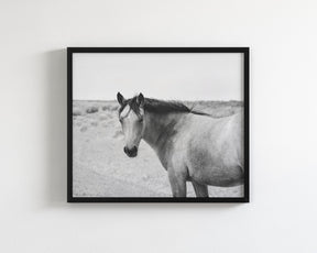 Buckskin Colt
