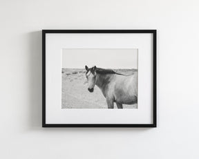 Buckskin Colt