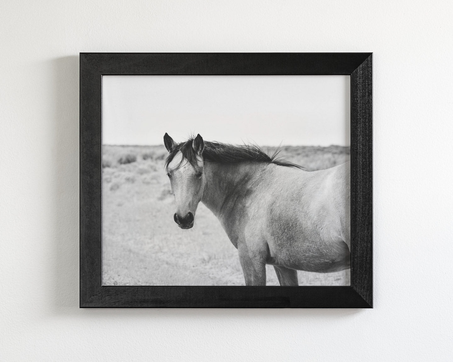 Buckskin Colt