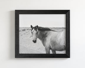 Buckskin Colt