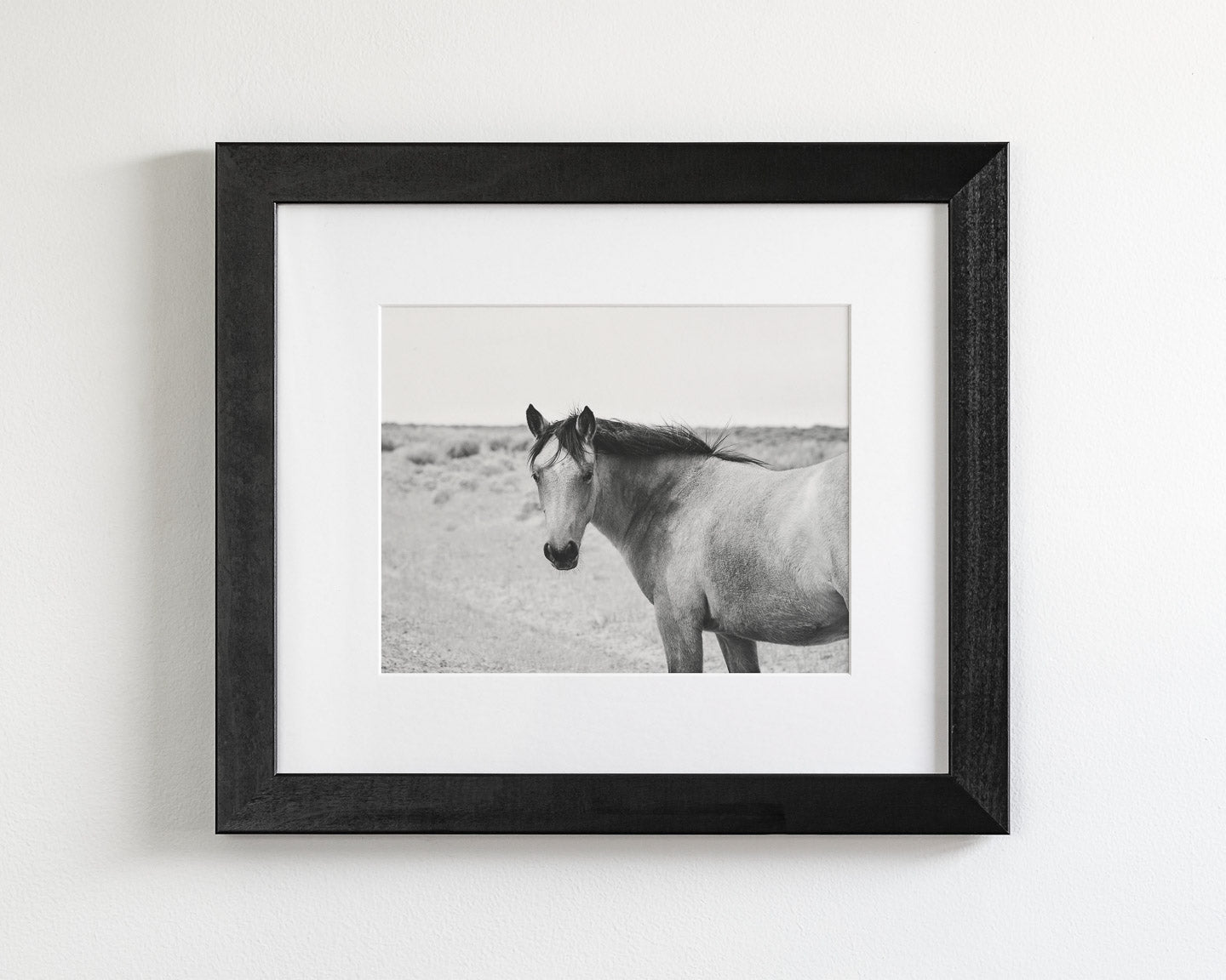 Buckskin Colt