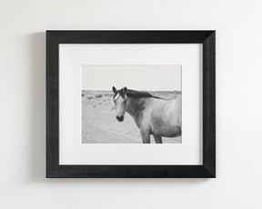 Buckskin Colt