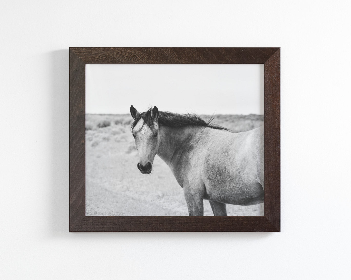 Buckskin Colt