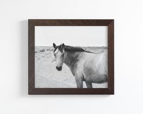 Buckskin Colt