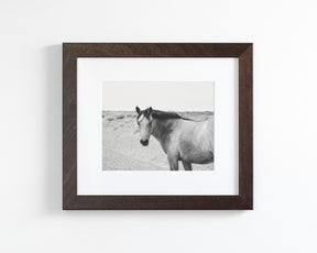 Buckskin Colt