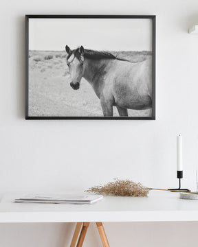 Buckskin Colt