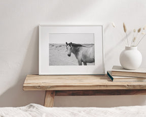 Buckskin Colt