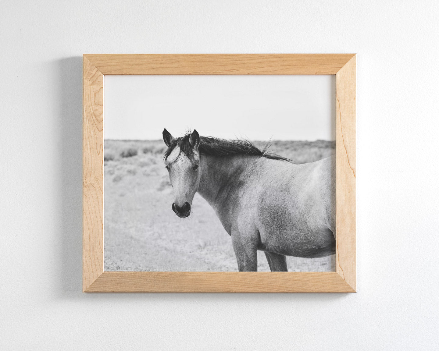Buckskin Colt