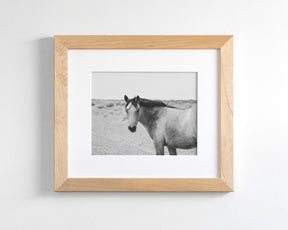 Buckskin Colt