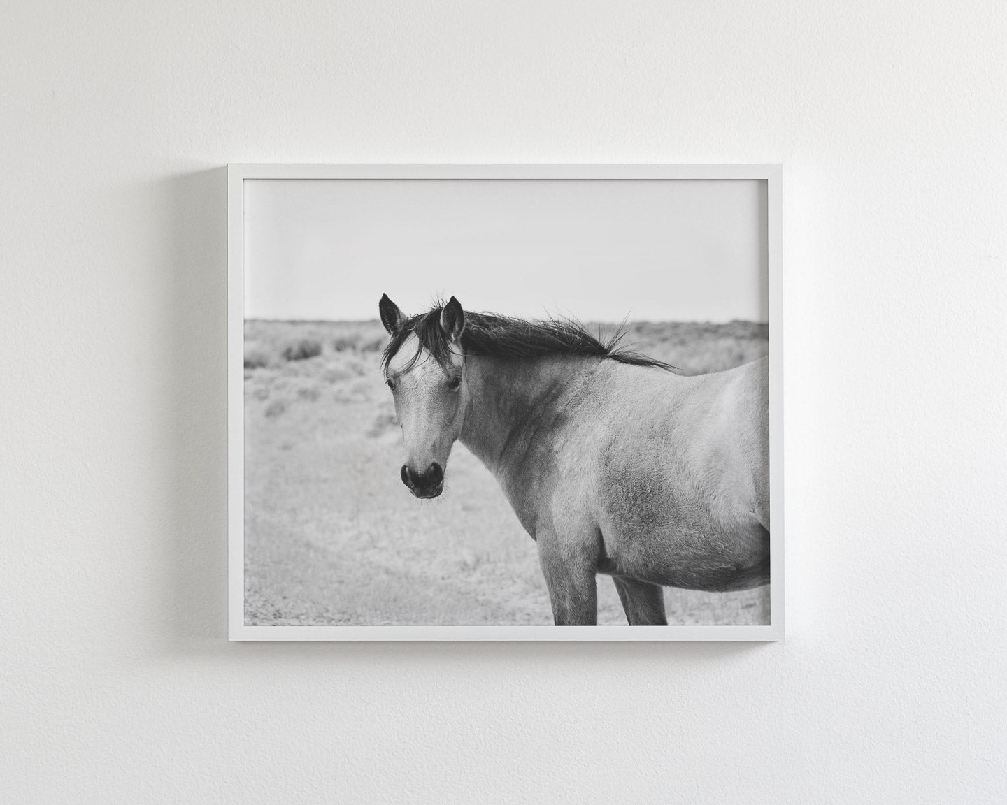 Buckskin Colt