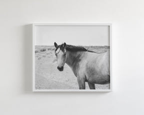 Buckskin Colt