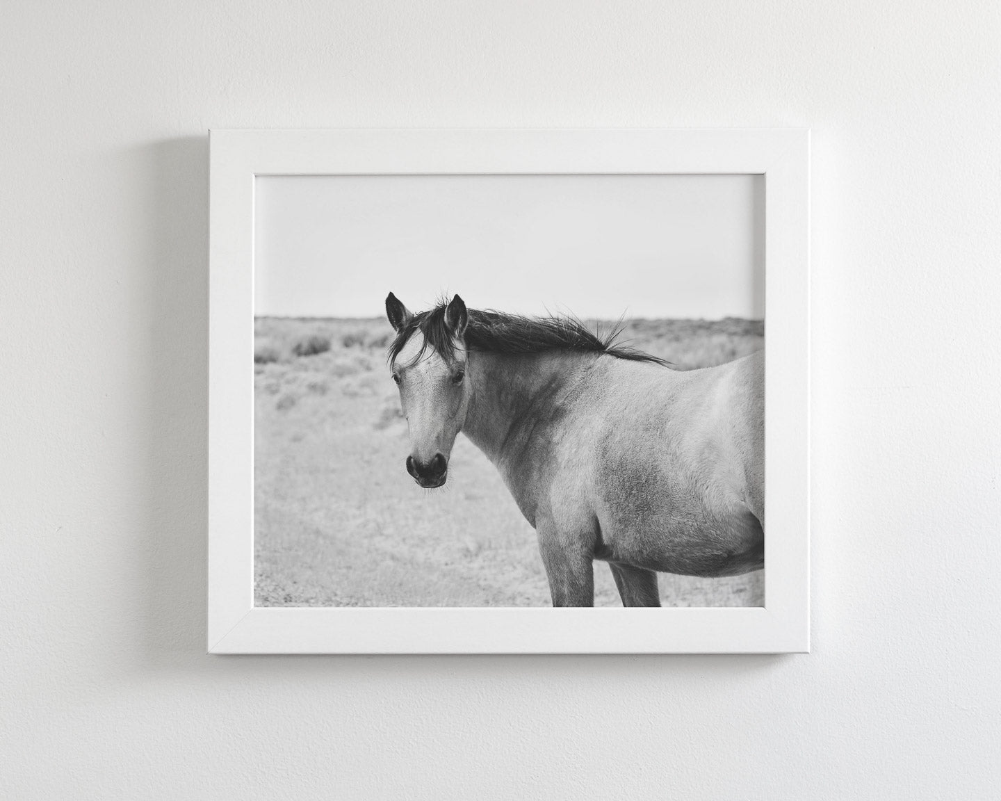 Buckskin Colt