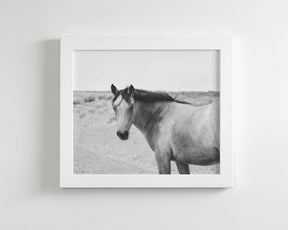 Buckskin Colt