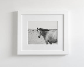 Buckskin Colt