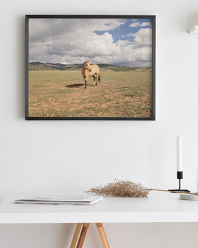 Buckskin Horse Photograph in Color