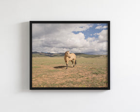 Buckskin Horse Photograph in Color