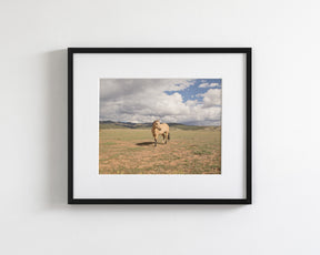 Buckskin Horse Photograph in Color