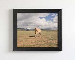 Buckskin Horse Photograph in Color