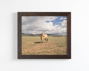 Buckskin Horse Photograph in Color
