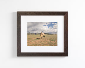 Buckskin Horse Photograph in Color