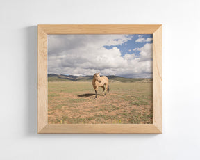 Buckskin Horse Photograph in Color