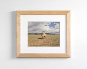 Buckskin Horse Photograph in Color