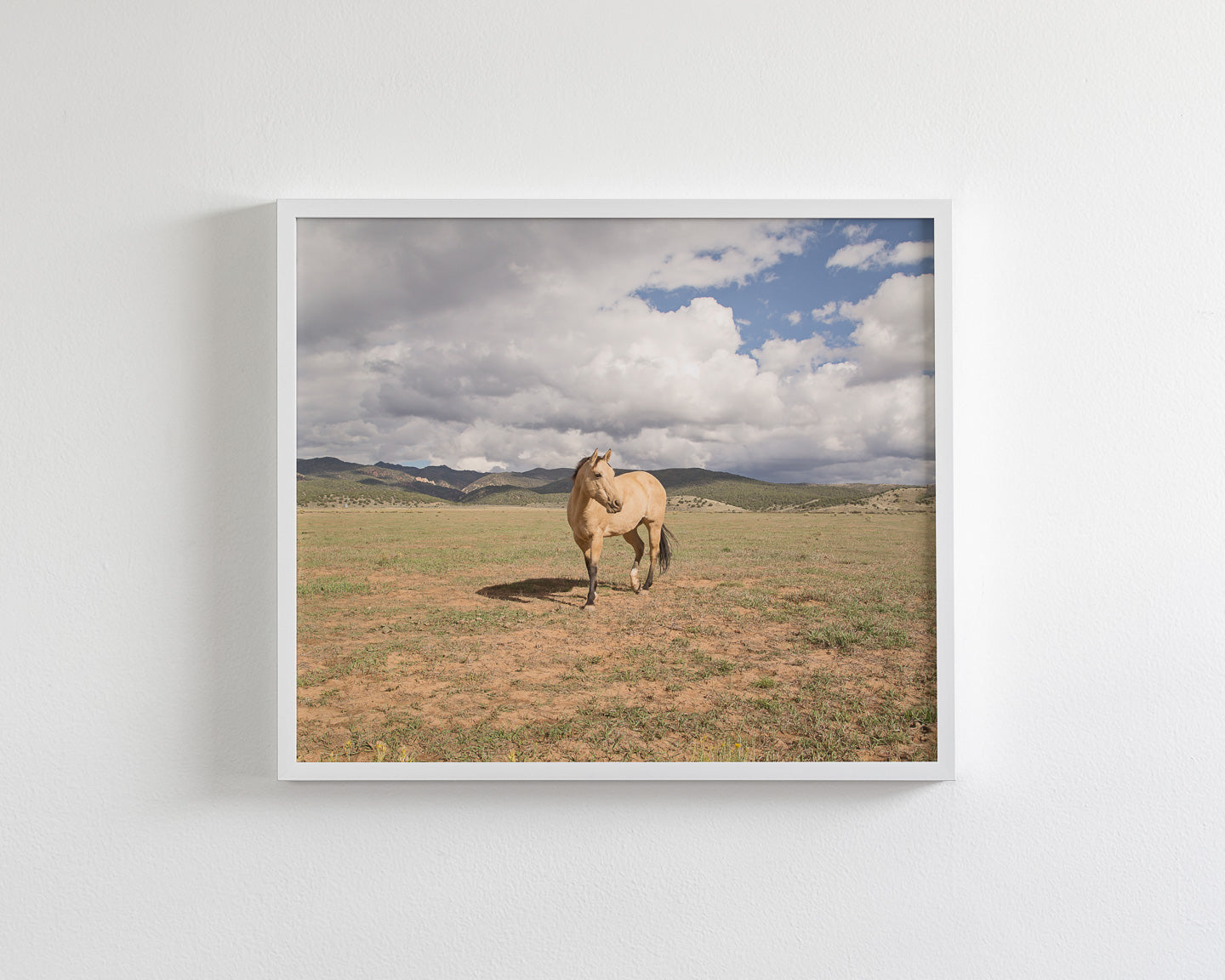 Buckskin Horse Photograph in Color