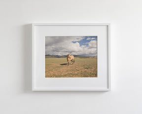 Buckskin Horse Photograph in Color