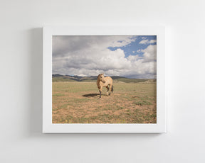 Buckskin Horse Photograph in Color