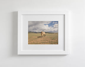 Buckskin Horse Photograph in Color
