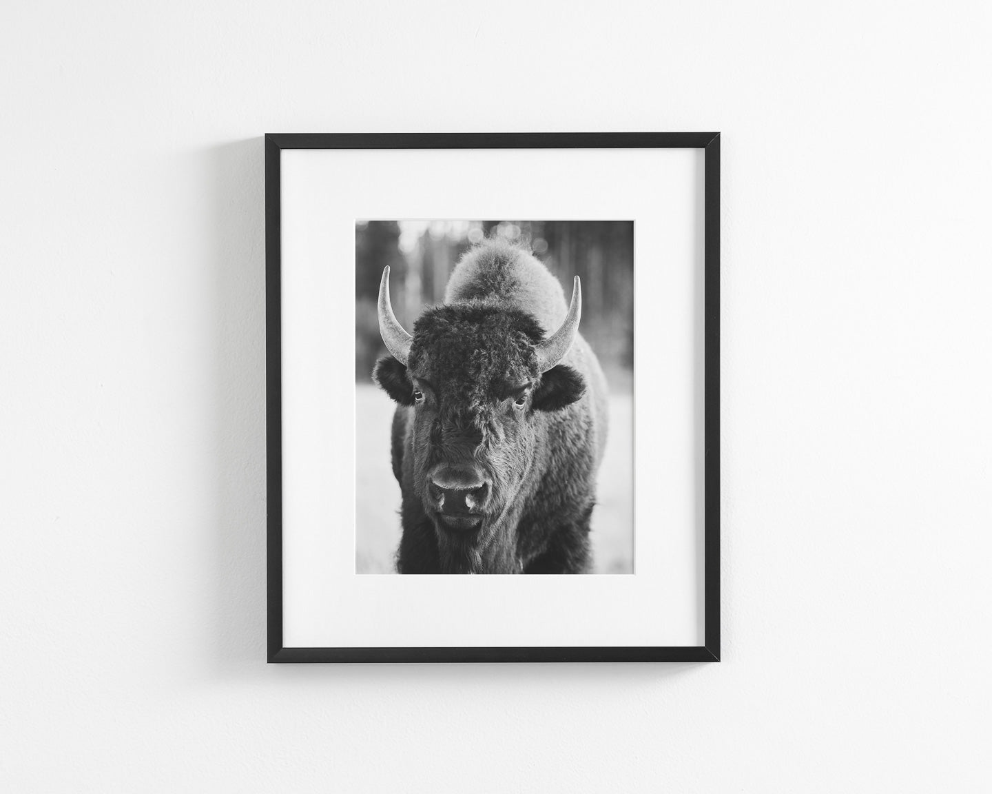 Bison Portrait