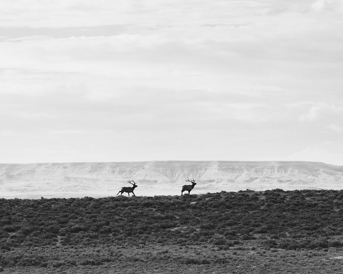 Bull Elk Run