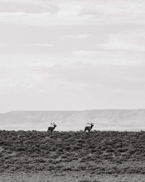 Bull Elk Dash