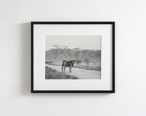 Country Calf Photograph in Black and White