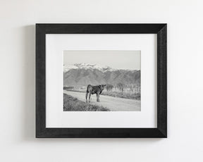 Country Calf Photograph in Black and White