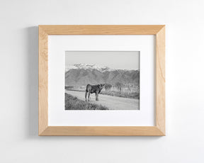 Country Calf Photograph in Black and White
