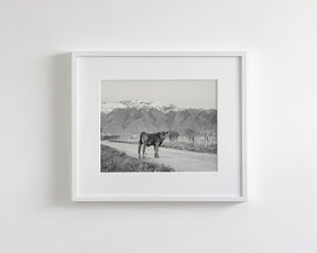 Country Calf Photograph in Black and White