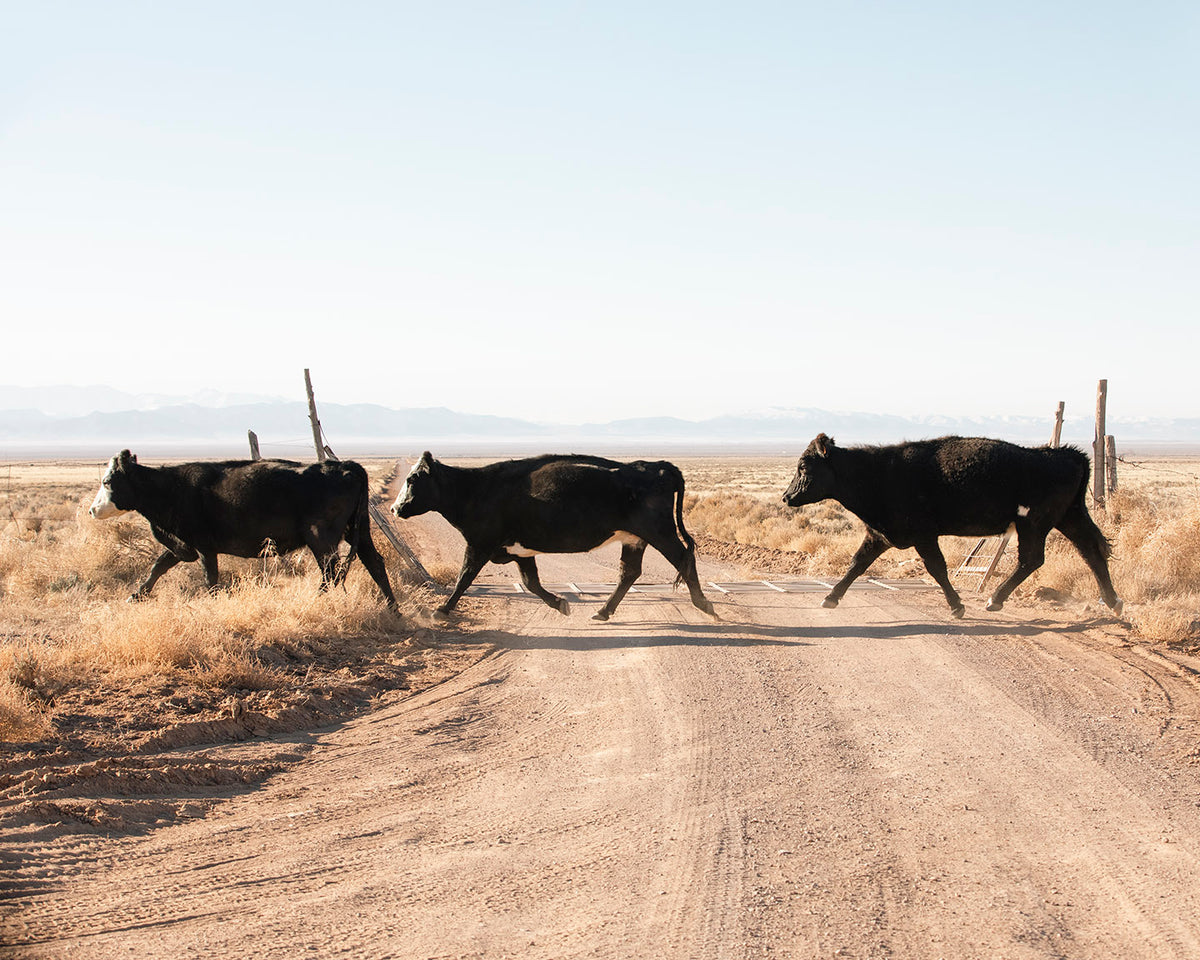 Cattle Guard