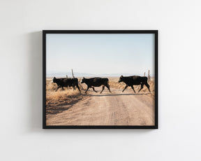 Cattle Guard