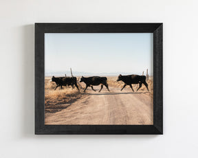 Cattle Guard