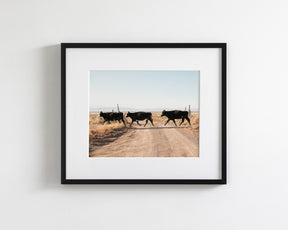 Cattle Guard