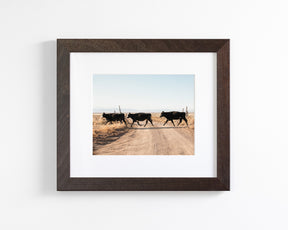 Cattle Guard